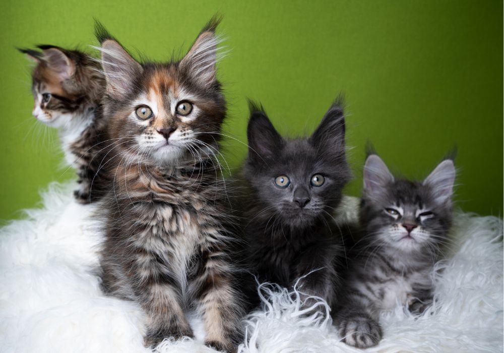 four cute maine coon kittens