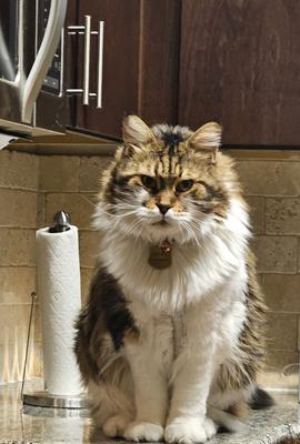 fluffy brown and white kitty sitting on a kitchen countertop.