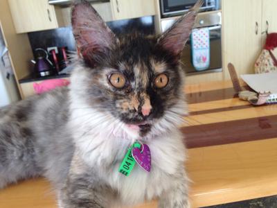 Frankie 4 month old smoke tortie maine coon kitten.