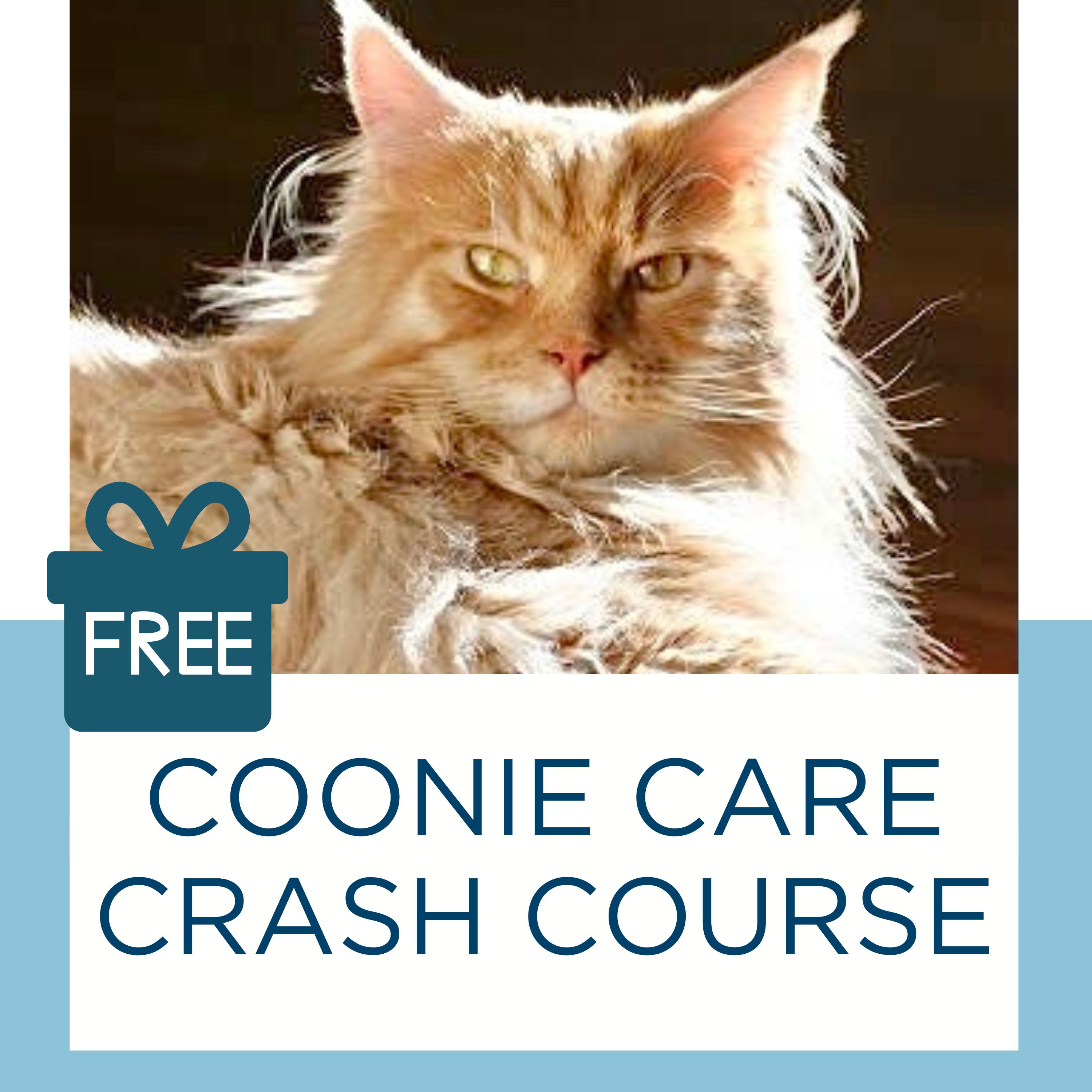 Finding Free Maine Coon Kittens Up for Adoption Near You