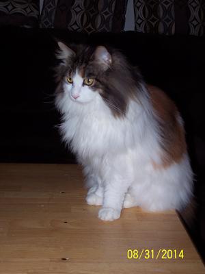 Freyja