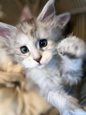 Cute Little Brown Tabby Maine Coon Kitten silver kitten from fullcircle cattery