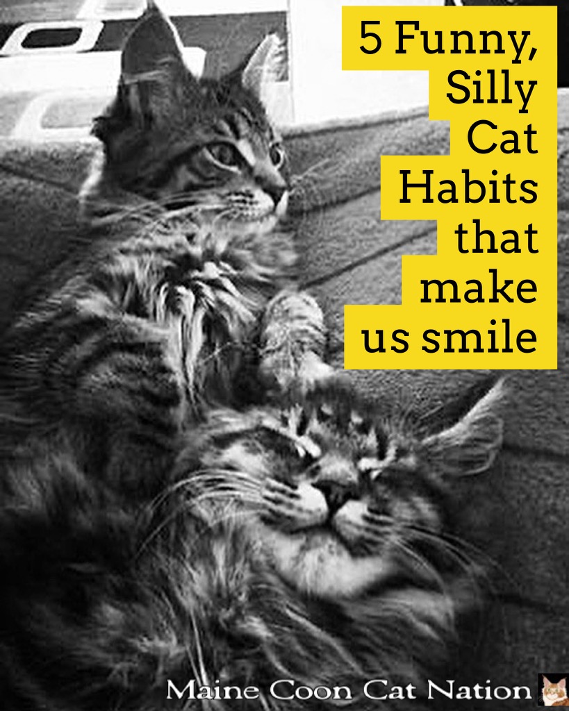 5 Funny, Silly Cat Habits and Behaviors 5 Funny, Silly Cat Habits and Behaviors