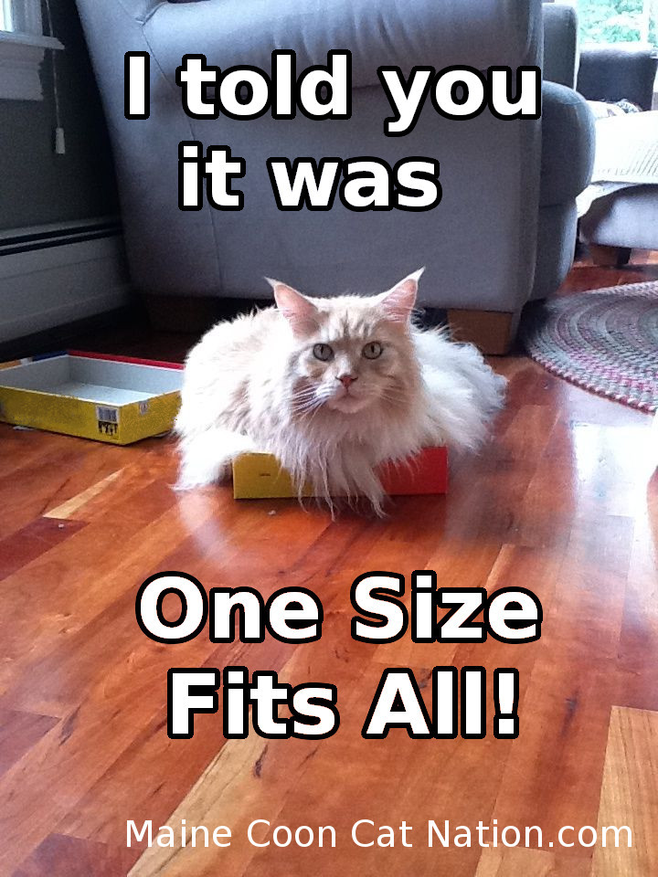 big maine coon cat sitting in small box