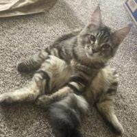 Mr Pickles funny young maine coon