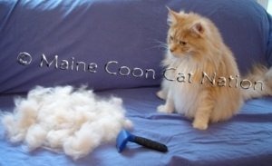 Big Cat and Big Pile of Fur large ginger cat and large pile of fur