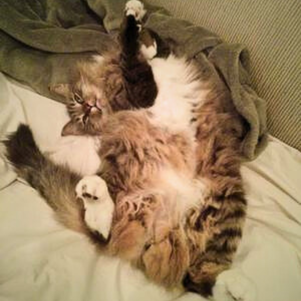 brown and white maine coon on floor with belly and four paws up in the air.