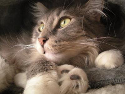 FuzzJo! gray/white maine coon