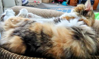 furry closeup of calico maine coon lounging on couch