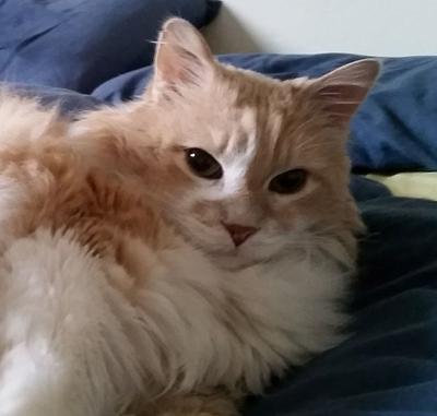 Gabriel cream and white maine coon mix kitty.