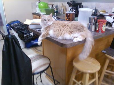 Gabriel cream colored fluffy kitty laying on a countertop.