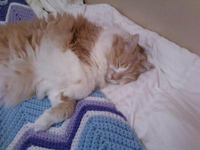 gabriel the red and white coonie sleeping gabriel the red and white coonie sleeping