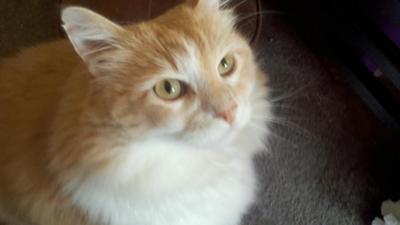 Gabriel