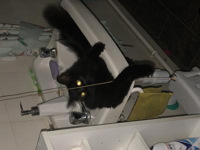 black cat in sink
