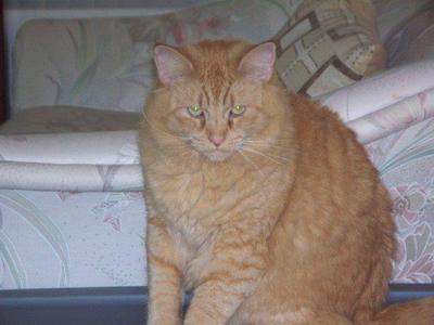 Garfield big fluffy ginger kitty with glowing eyes.