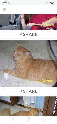 collage of red ginger kitty in 3 screeshots.