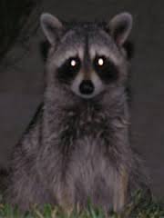 Raccoon