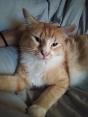 orange and white kitty face cloesup