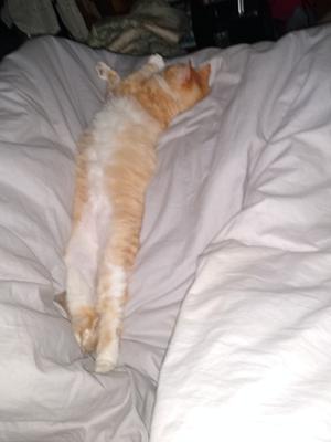 shorthaired orange and white cat stretched out on bed