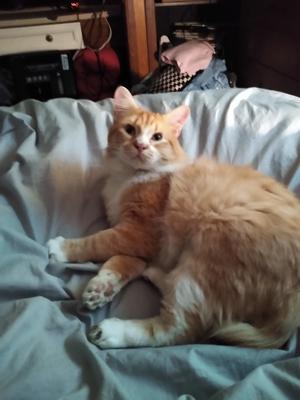 ginger and white cat curled up