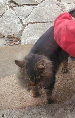 brown tabby maine coon mix. brown tabby maine coon mix.