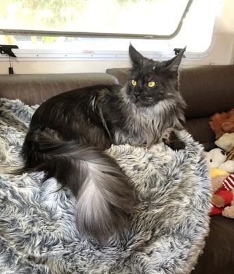 Georgina beautiful black smoke maine coon inside a camper van looking out the window.