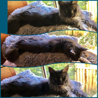 Georgina collage of three images in a row of a black maine coon cat stretched out.