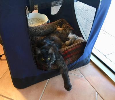 Georgina black maine coon in a diy kitty bathroom with a litter box.