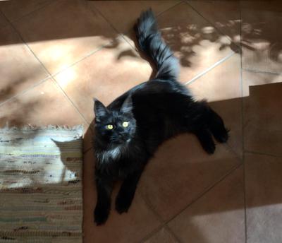 Georgina georgina the black maine coon kitty outdoors laying on a patio.