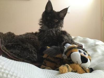 Georgina adorable black maine coon kitten on a bed with stuffed animals.