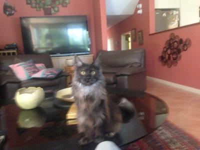 Georgina pretty black smoke maine coon cat on a coffee table in a living room.