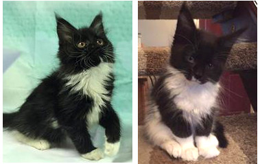 two tiny adorable black and white maine coon female kittens.