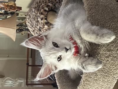 stunning silver shaded maine coon kitten