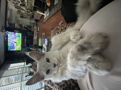 gorgeous silver shaded maine coon kitty with legs crossed