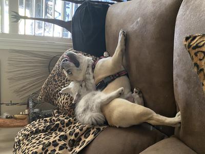 gorgeous silver shaded maine coon kitty playing with dog
