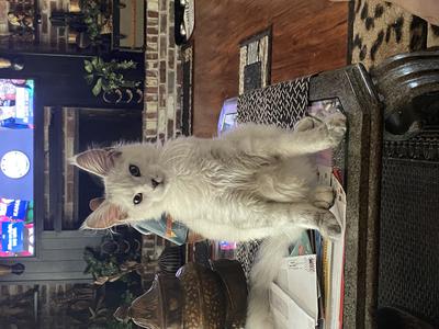 gorgeous silver shaded maine coon kitty