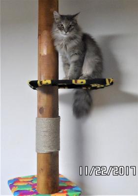 Big Cat Tree cat sitting on cat tree