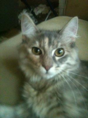 gigi the gray tabby maine coon girl