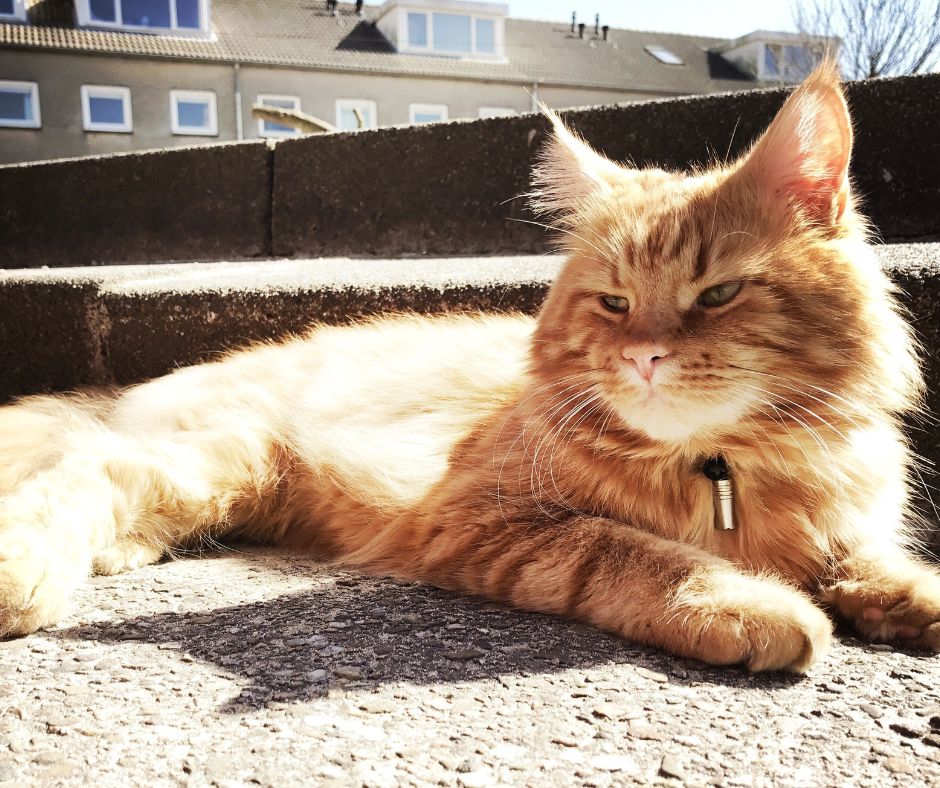 ginger cat lounging on pavement under a hot sun
