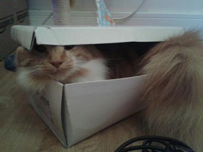 ginger maine coon cat peeking out from inside a box