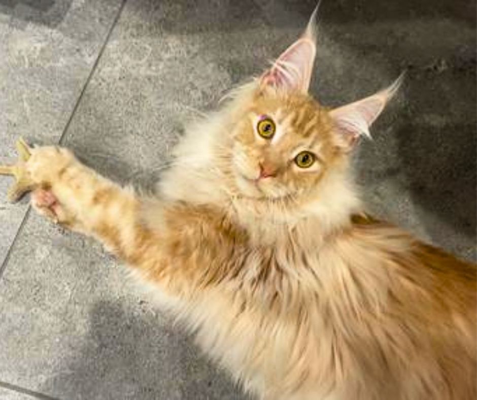 red ginger maine coon cat with large extravagant ear tufts