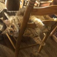 Cecil B ginger kitten on a kitchen chair