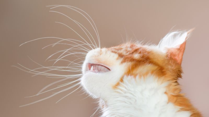 ginger kitten with long white whiskers ginger kitten with long white whiskers