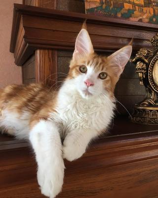 purebred ginger and white kitten on mantle