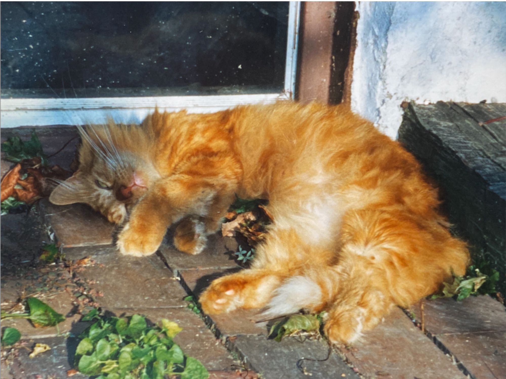 dark red cat having a sunbath in the late afternoon sun on a patio.