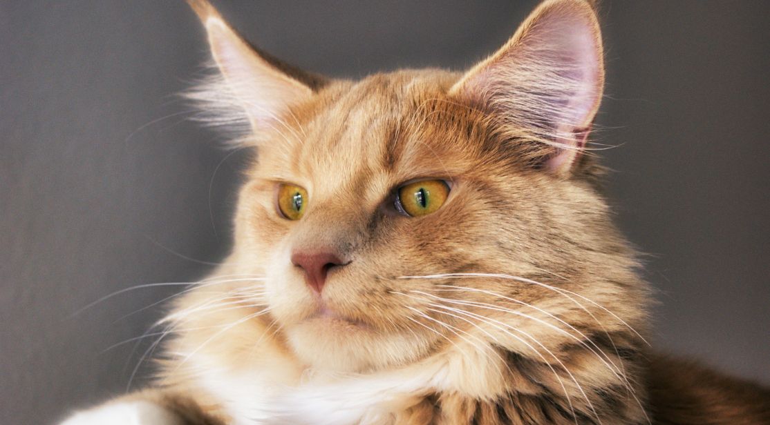 Ginger Coonie ginger maine coon cat face closeup
