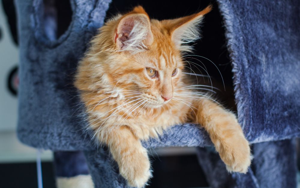 Ginger Baby ginger maine coon kitten in cat tree