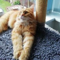Eli ginger male maine coon on cat tree