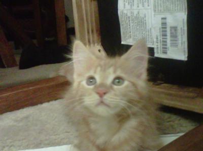 Ginger