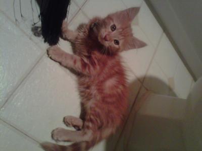 Ginger